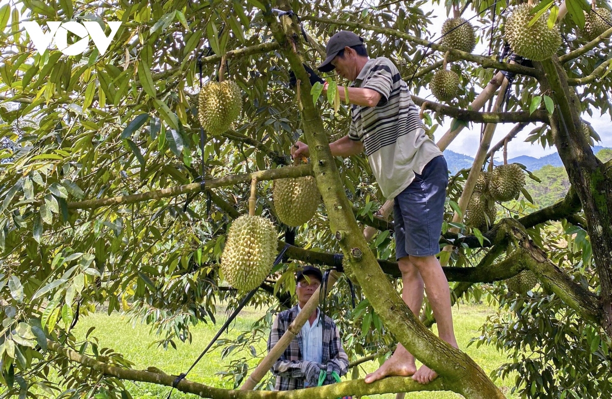 Vựa trái cây lớn ở miền núi Khánh Sơn, tỉnh Khánh Hòa