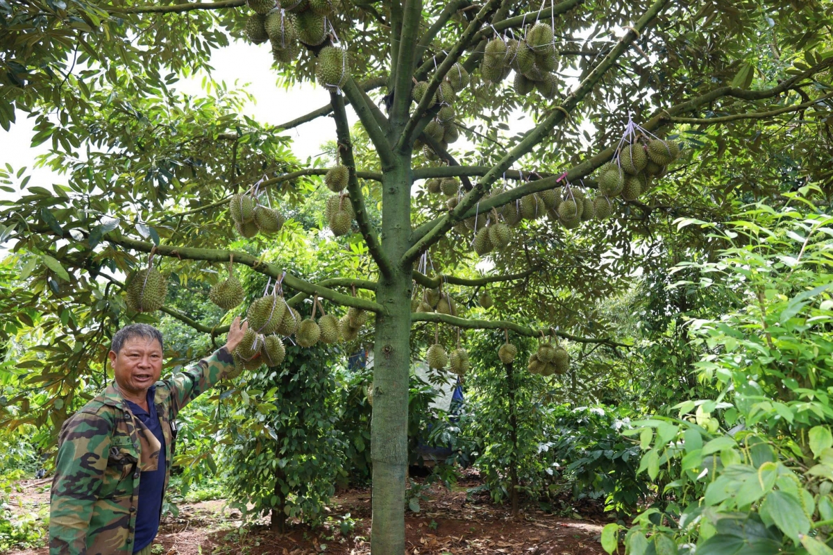 Nkuăl Krông Pắc, n’gor Dak Lak nchrăp ƀư Lễ hội sầu riêng tal 2