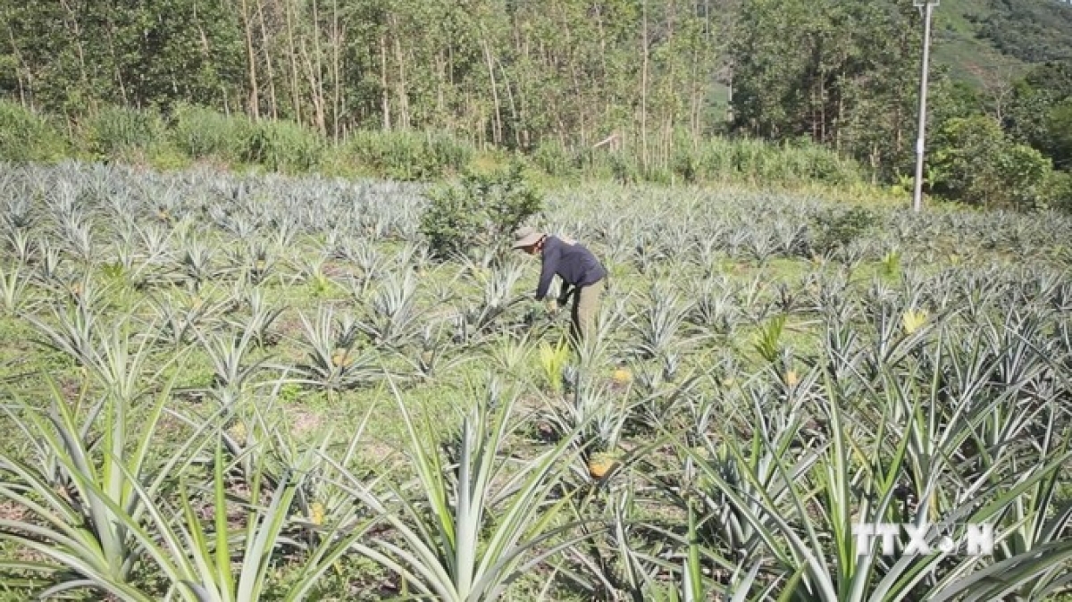 Vườn dứa được trồng thí điểm tại xã Sơn Bua (Sơn Tây, Quảng Ngãi). Ảnh: Đinh Hương - TTXVN