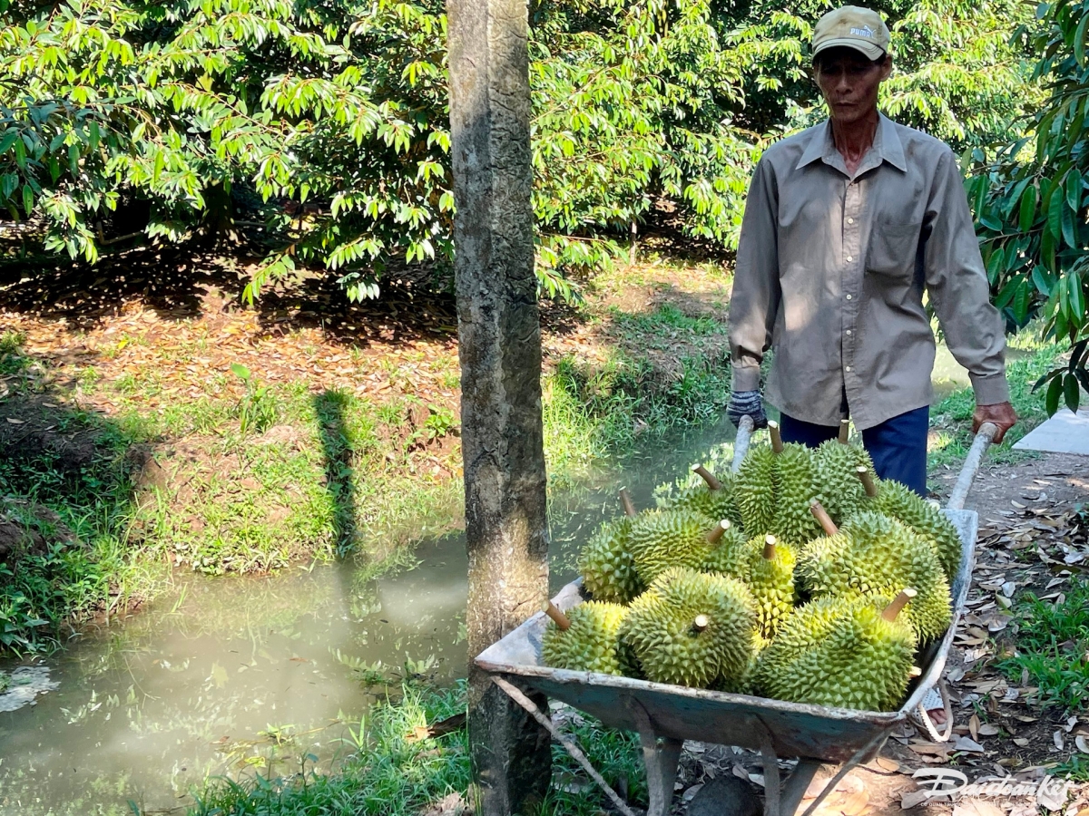 Pala durian suan bilan, saai Tuyễn duah hu labaih 1 tỷ đồng yaok thun