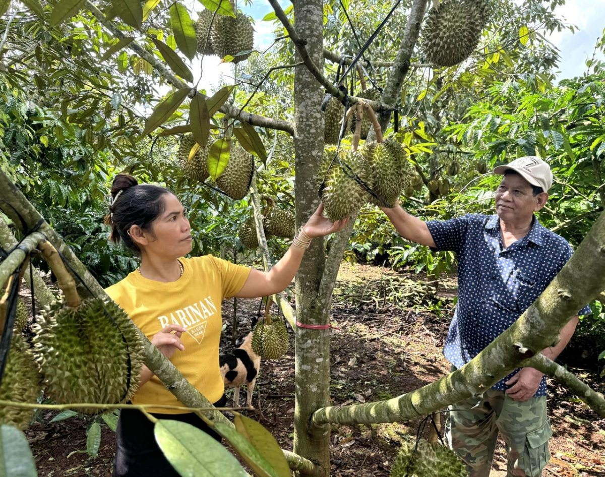 Pôa Y Mi Êban pêi dêi tung kơdrum ki pêt tơvât plâi sầu riêng, kơxái tiu, kơphế