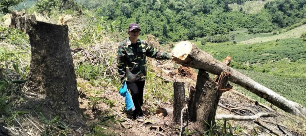 Khu vực này là rừng sản xuất thuộc quản lý của UBND xã An Trung, huyện Kông Chro, Gia Lai.
(ảnh: Kiểm lâm Gia Lai)