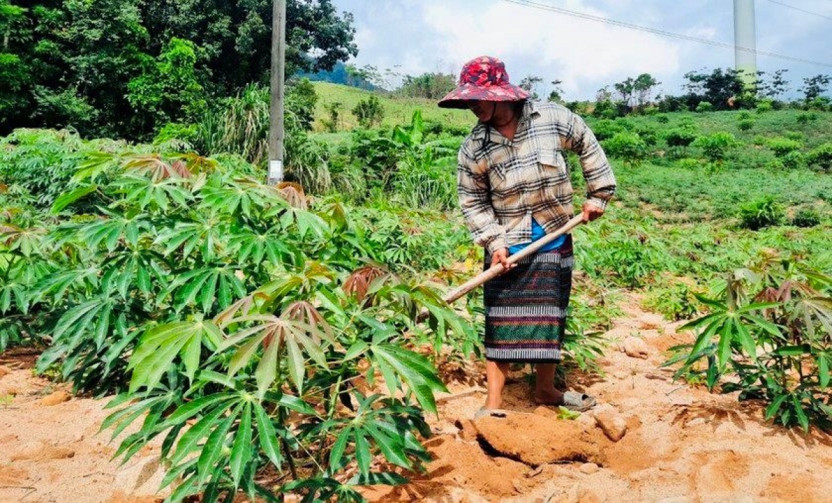 Đất đai là nguồn tư liệu quan trọng để phát triển kinh tế vùng đồng bào DTTS và miền núi.
Ảnh minh hoạ: Báo Đại đoàn kết