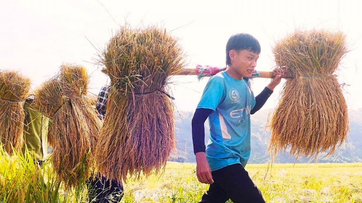 Không khí lao động khẩn trương với những âm thanh rộn ràng khắp cánh đồng