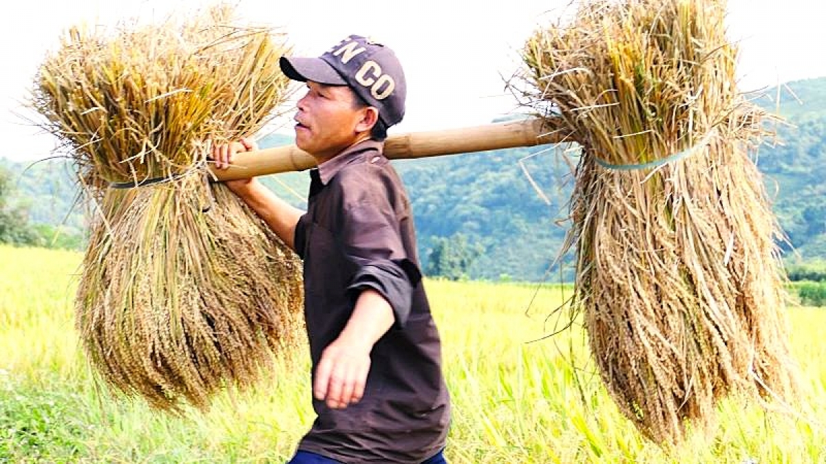 Bà con nông dân hối hả ngày mùa