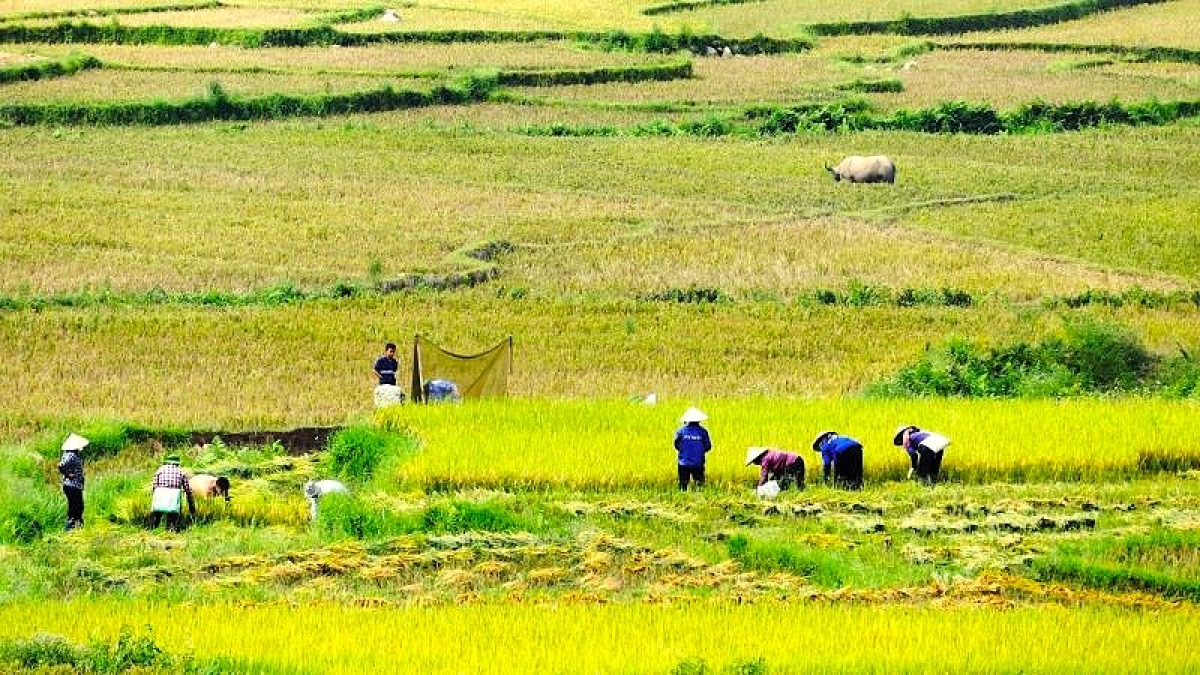 Bức tranh ngày mùa