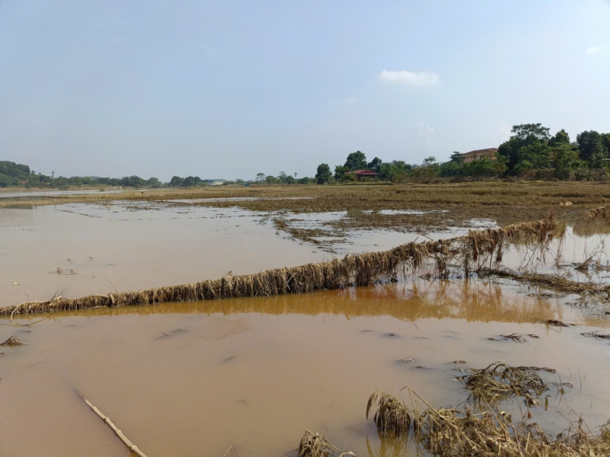 Những cánh đồng ở Trấn Yên bị tàn phá bởi mưa lũ