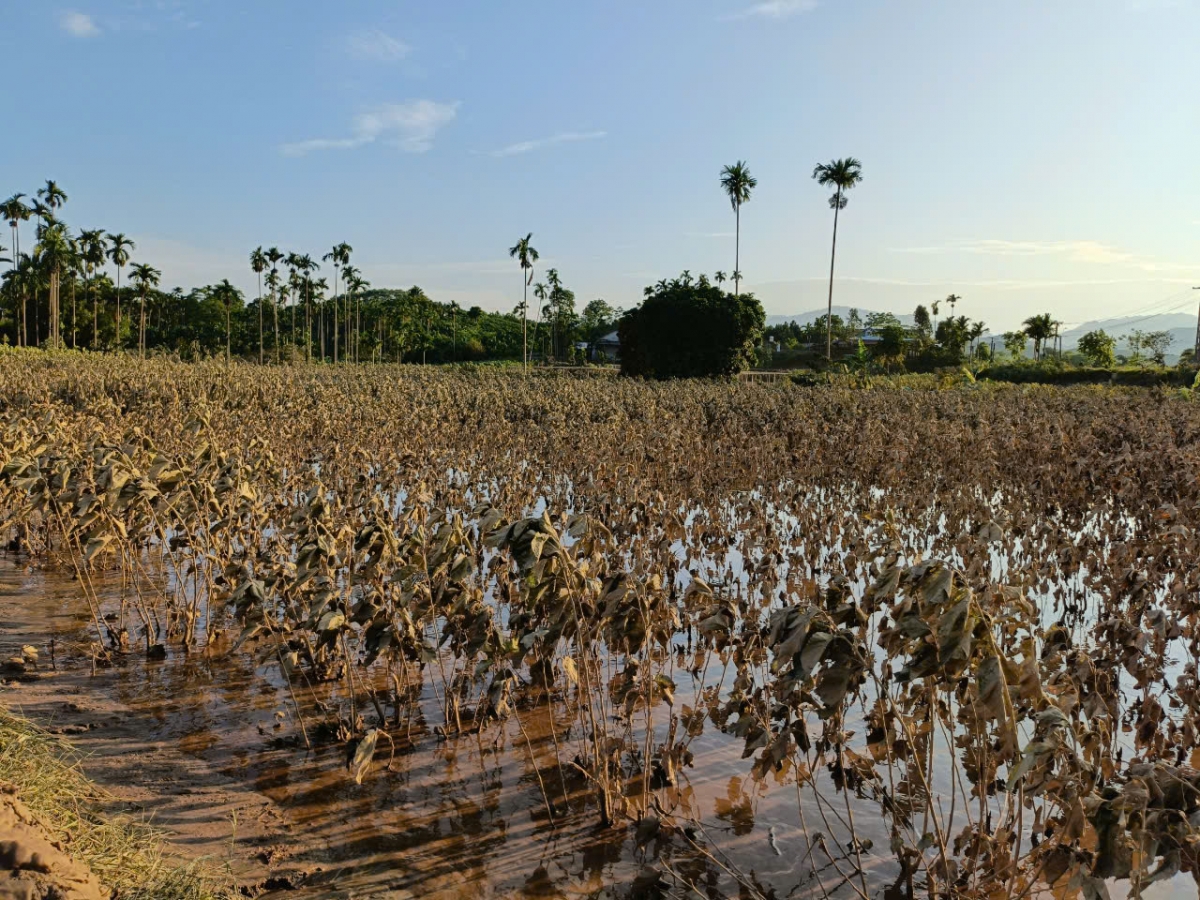 Ruộng dâu sau lũ ở Trấn Yên