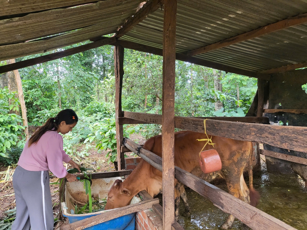 Nhờ thay đổi tập quán canh tác, gia đình chị H'Dôk Êban đã thoát nghèo