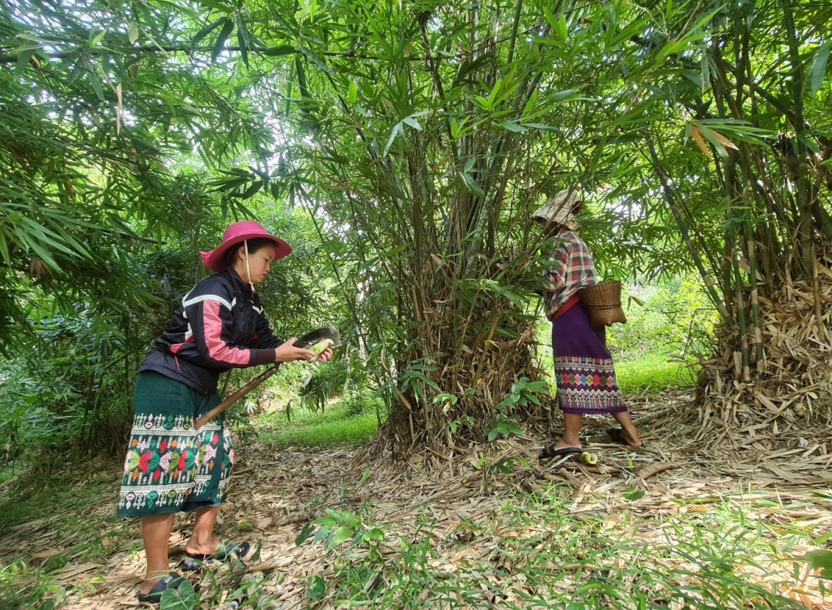 Người Ma Coong đi hái măng rừng về chế biến sản phẩm OCOP