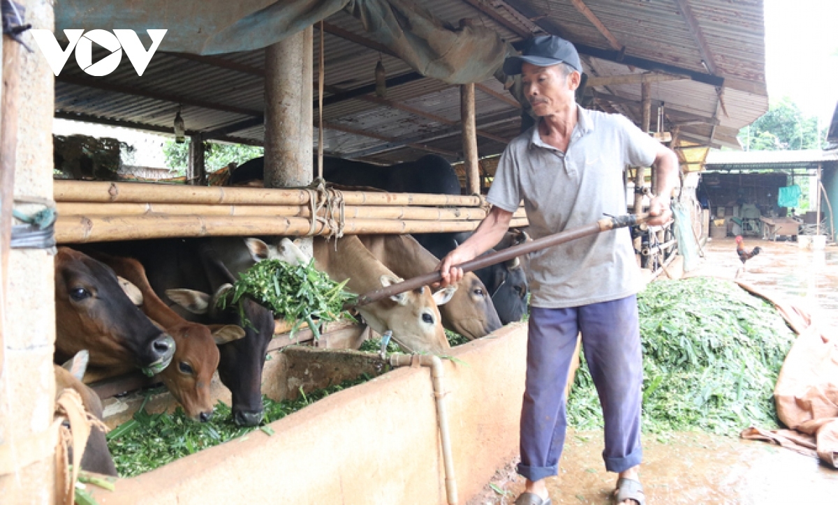 Người dân chủ động thay đổi tập quán chăn nuôi để nâng cao hiệu quả 