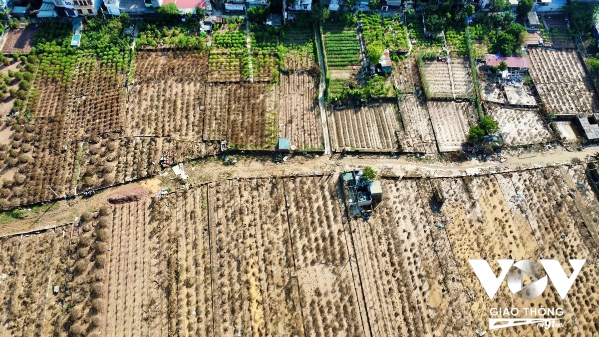 Cơn bão số 3 với lượng mưa lớn và nước sông dâng cao, khiến nhiều hộ gia đình sản xuất nông nghiệp không kịp trở tay