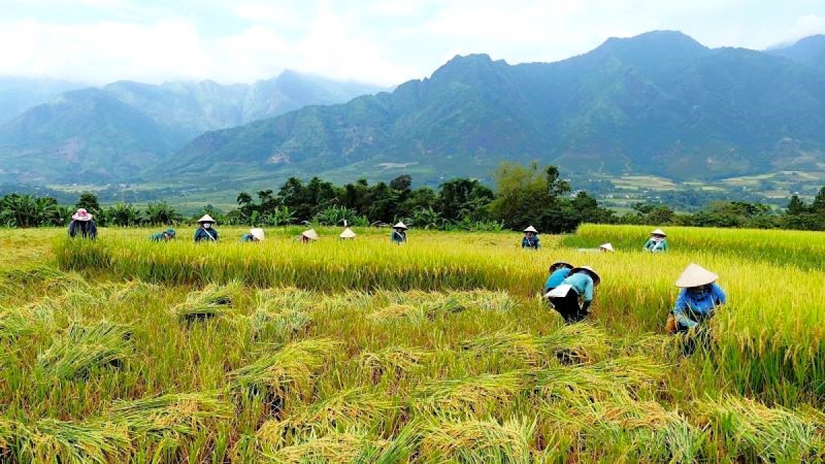 Sau hội cốm, bà con nông dân bắt đầu xuống đồng thu hoạch