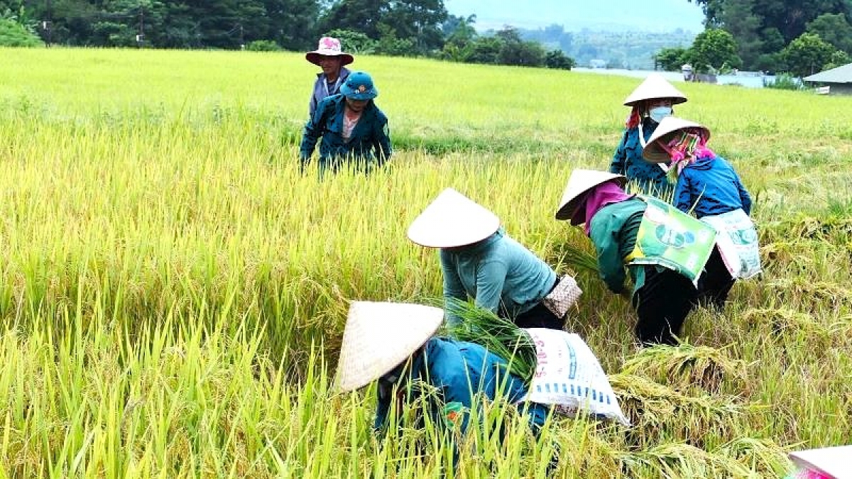 Trên các cánh đồng, không khí lao động ngày mùa hối hả, khẩn trương như ngày hội