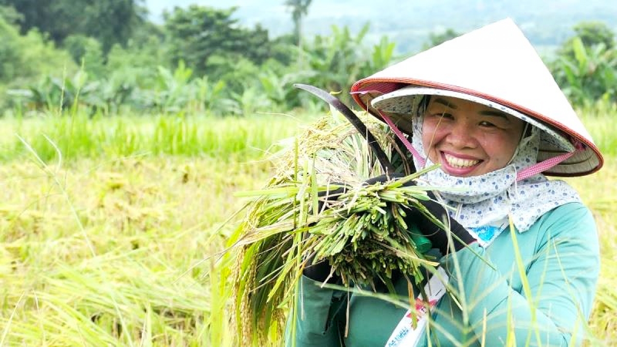 Niềm vui ngày mùa