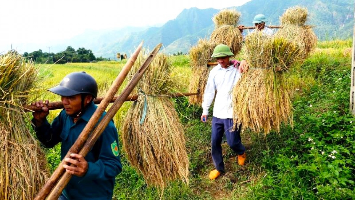 Gánh lúa về làng