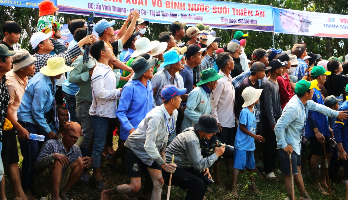 Hội đua bò Bảy Núi năm nay đã thu hút hàng chục ngàn người dân, du khách đến xem và cổ vũ