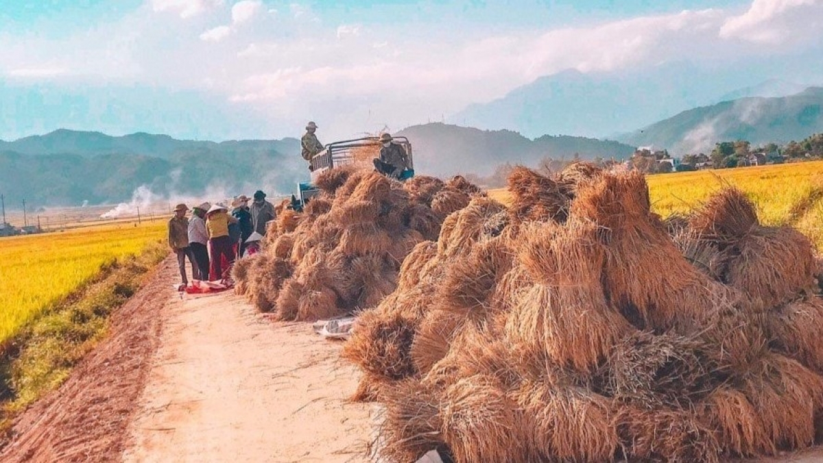 Mùa gặt ở Than Uyên.
Ảnh: Khắc Kiên/VOV Tây Bắc