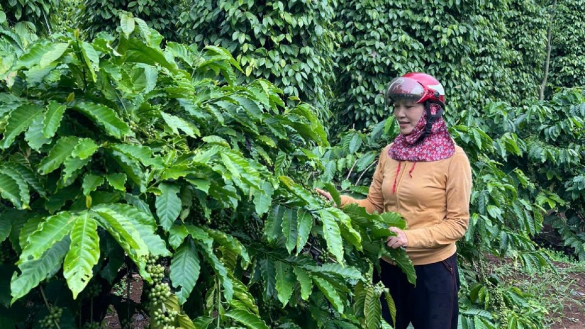 -Amai Mai Thị Nhung (44 thun), pô đang kơphê sui thun ƀơi thôn 9, să Ea Tiêu, tơring glông Čư̆ Kuiñ, tơring čar Dak Lak.