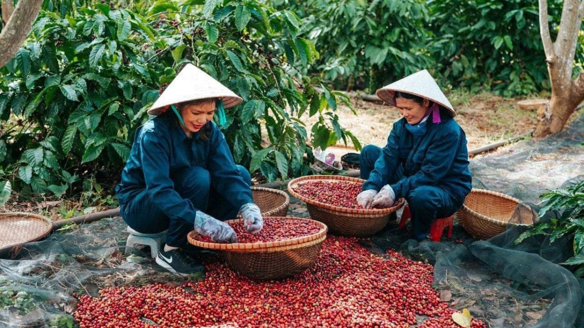 Tăm cà phê jŏ jong rgâl geh wăng sa ƀon  lan, n'hao nău dơi tâm rlong cà phê Việt n'hanh mât njrăng ntŭk gŭ rêh 