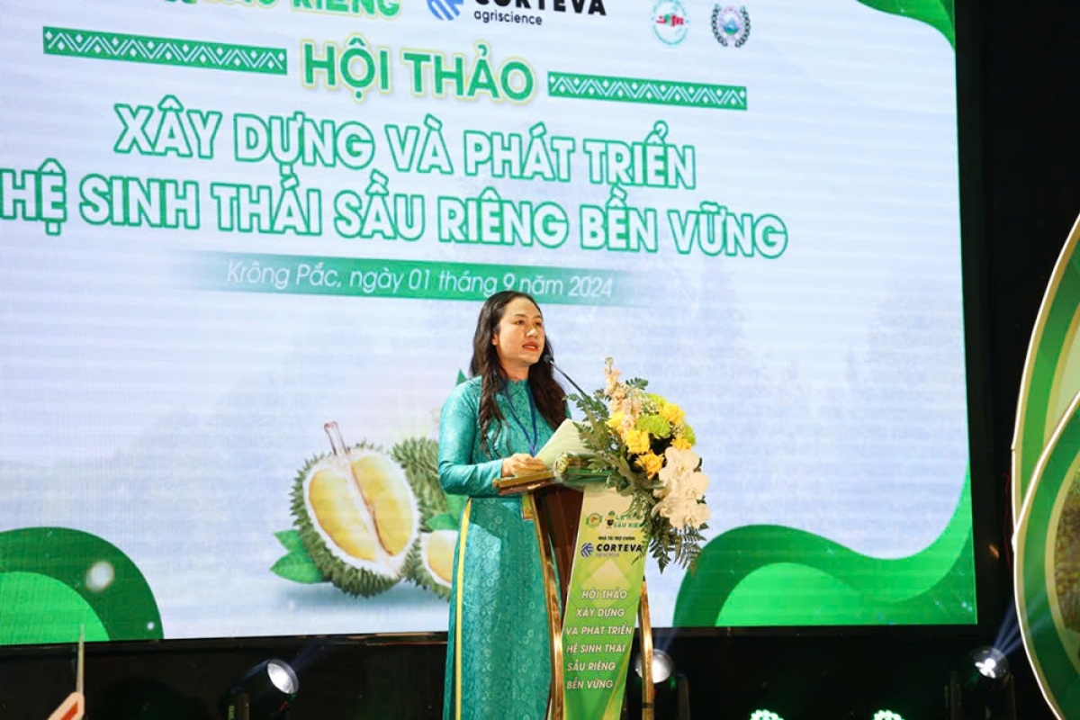 Jâ Ngô Thị Trinh, Kăn phŏ hnê ngăn Vi ƀan kuăn pơlê tơring Krông Pač, kong pơlê Dak Lak tối tơdroăng ki pá tung kơvâ pêt plâi sầu riêng a kong pơlê