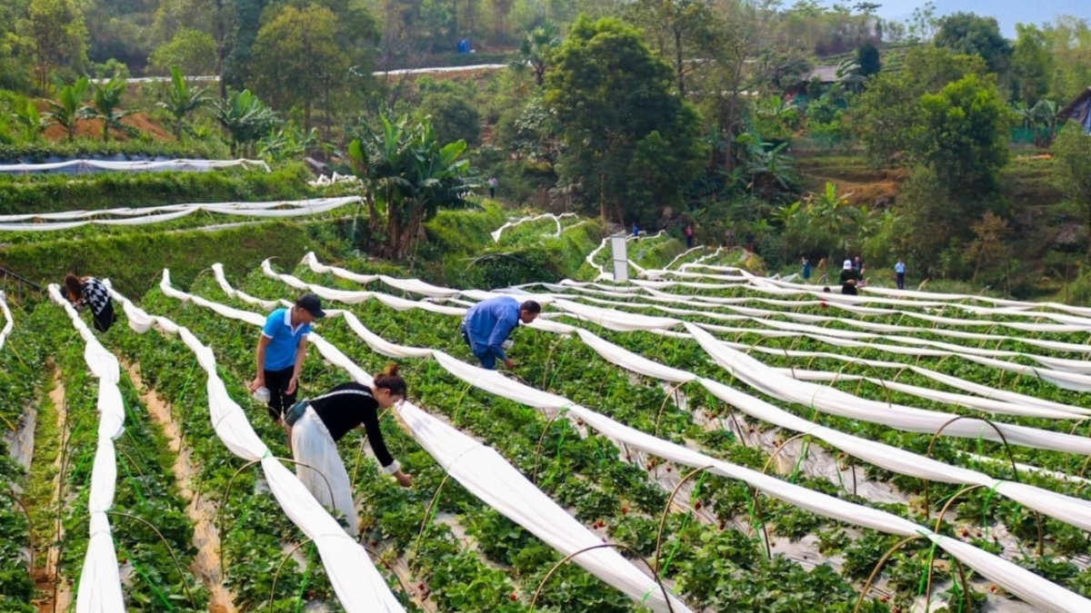 Mô hình trồng dâu tây ở Than Uyên mỗi ha đã cho thu hàng trăm triệu đồng.
Ảnh: Khắc Kiên/VOV Tây Bắc