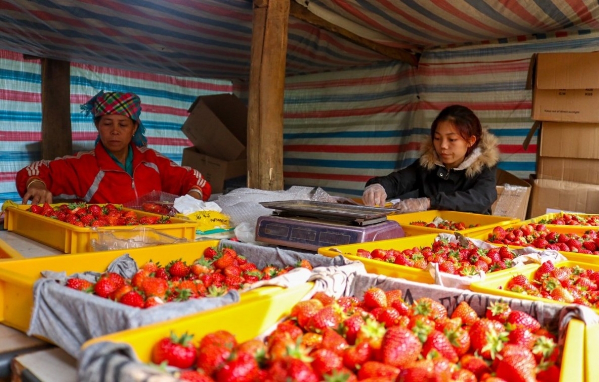 Sản phẩm dây tây của Than Uyên đã có mặt trên thị trường trong và ngoài tỉnh.
Ảnh: Khắc Kiên/VOV Tây Bắc