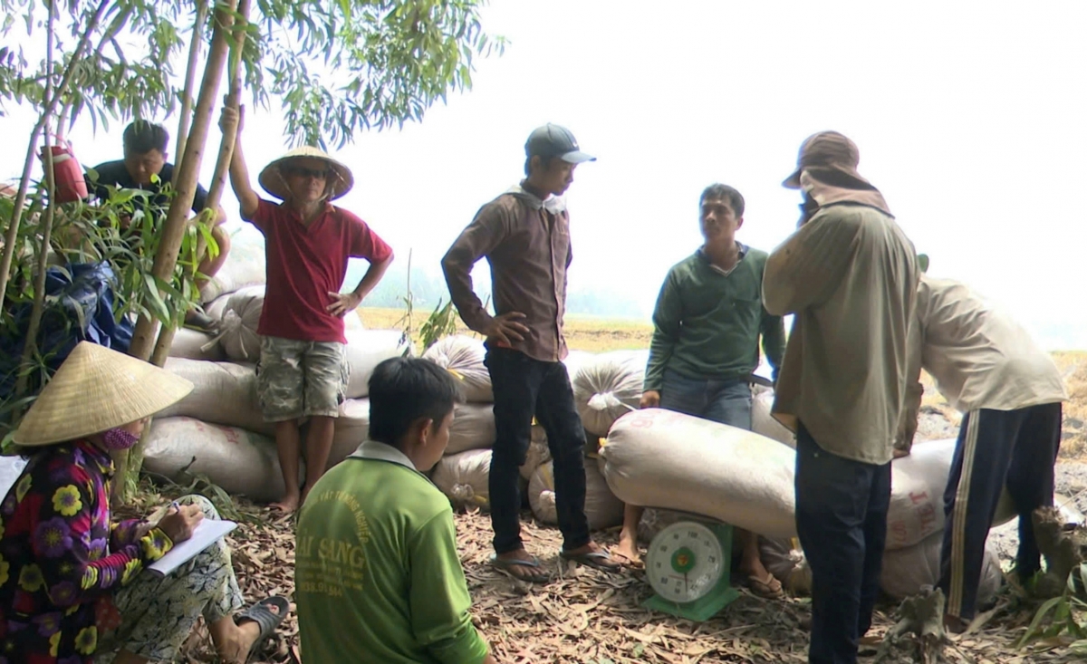 Ba vụ lúa liên tiếp trong năm trúng mùa, trúng giá nên đồng bào Khmer ở tỉnh Hậu Giang phấn khởi