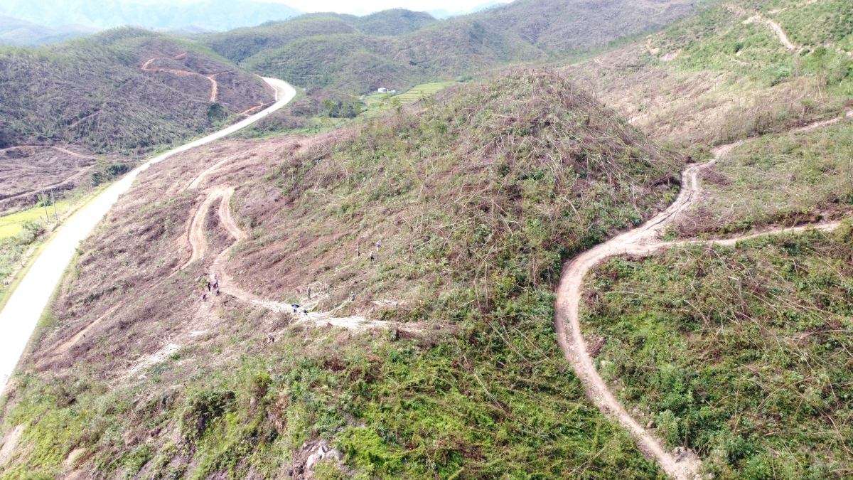 Quảng Ninh có khoảng 120.000/340.000ha rừng bị tàn phá do bão số 3,
trong đó có nhiều khu vực bị phá hủy hoàn toàn, không thể khôi phục