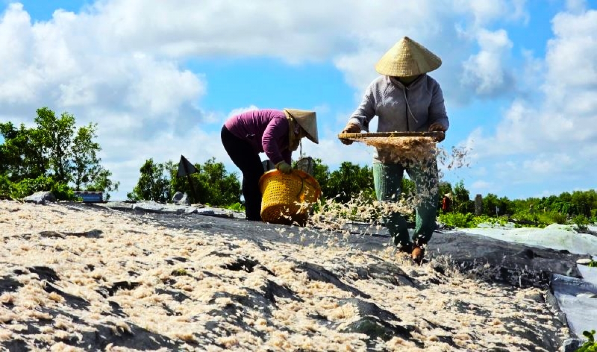 Ruốc theo con nước mà đến. Với những ghe cỡ lớn, có ngày thu nhập vài chục triệu. 