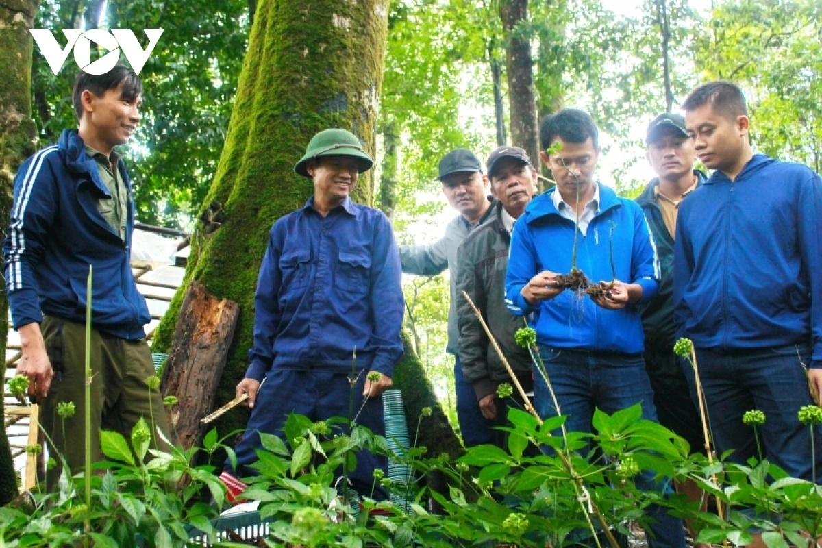 Đảng viên tiên phong trồng sâm phát triển kinh tế