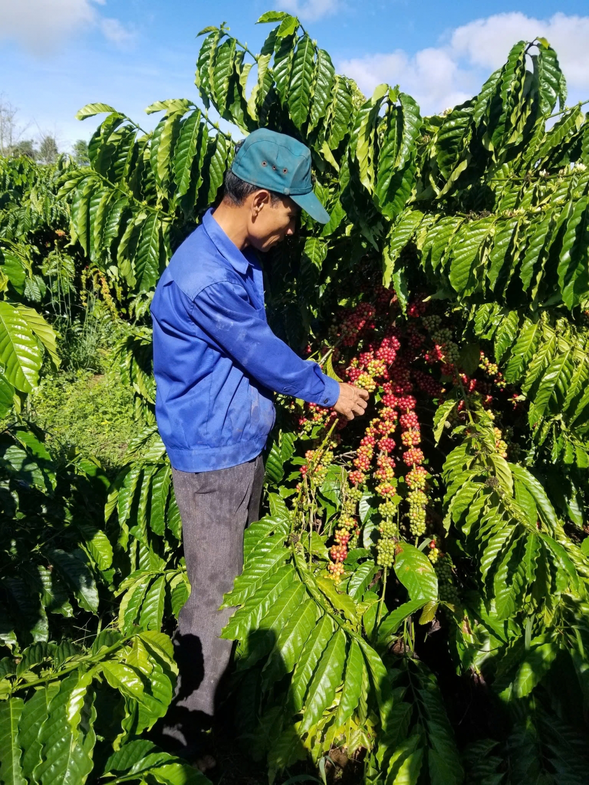 Khu pêi cheăng tơrŭm Sáu Nhung axoăng mơ’no têa tôh ƀă phon rơvât ăm loăng kơphế mơnhông krá tơniăn ton