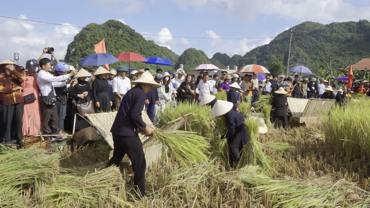 Thi gặt lúa bằng công cụ thô sơ