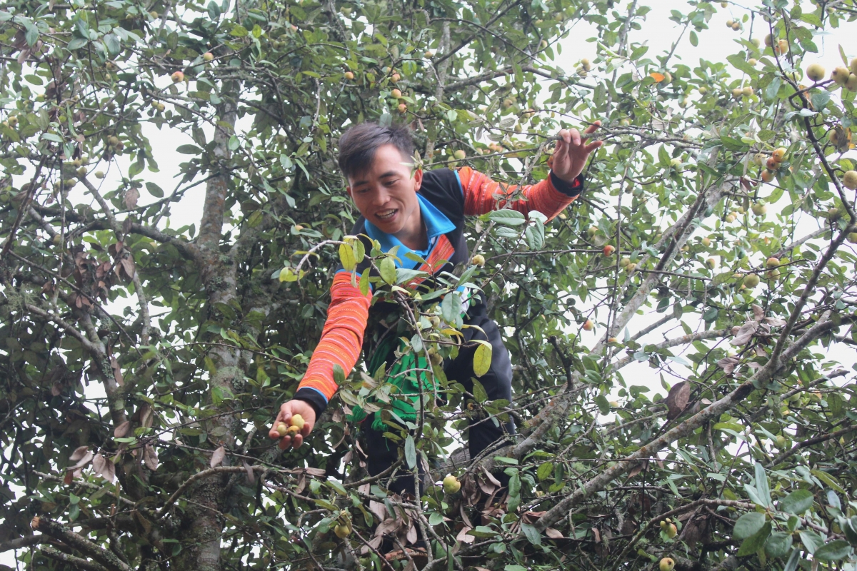 Nhiều sản phẩm nông sản được chứng nhận nhãn hiệu OCOP, như: chè Tà Xùa, rượu Hang Chú...