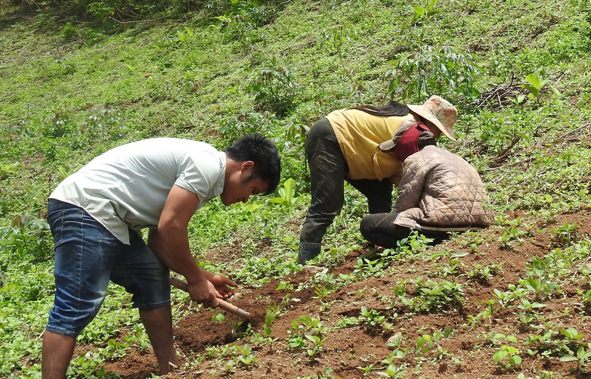 Người Xơ Đăng ở xã Đăk Hà, huyện Tu Mơ Rông trồng cây dược liệu
phát triển kinh tế gia đình.