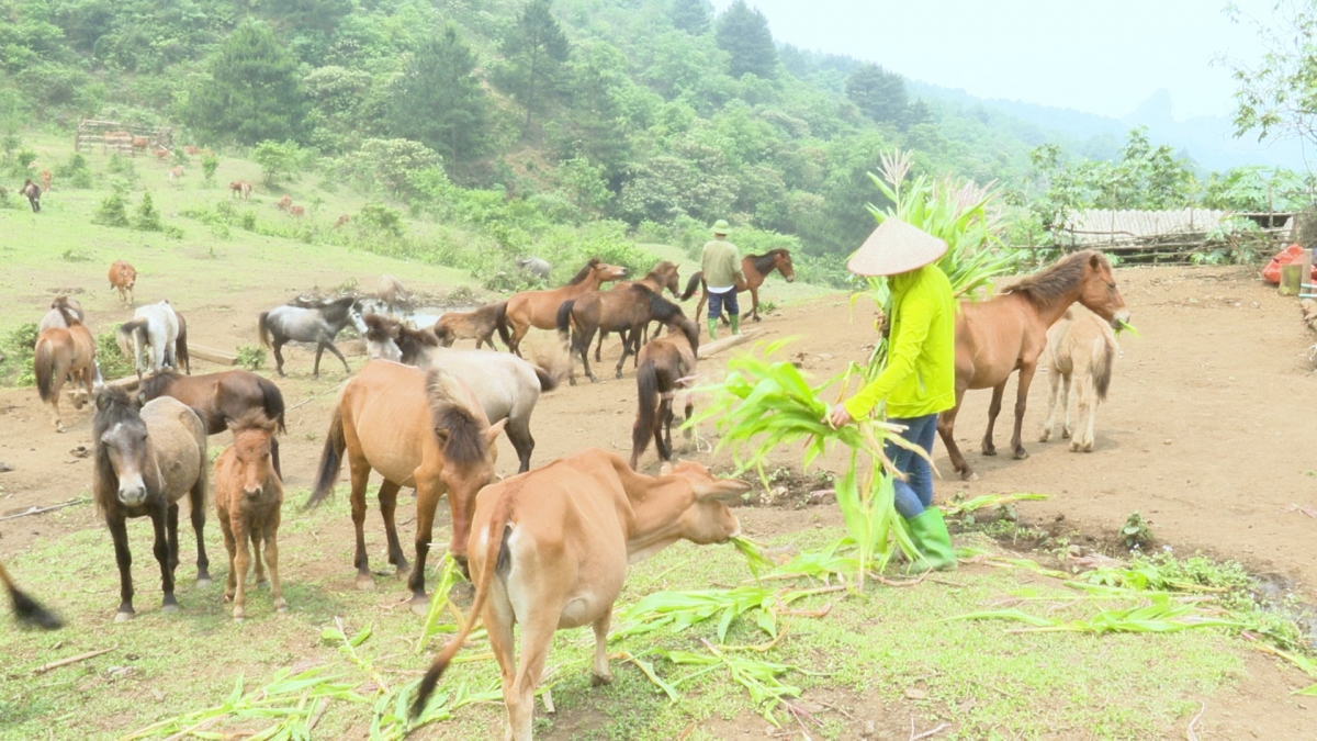 Các hộ vay vốn là người dân tộc thiểu số phần lớn để phát triển cây ăn quả
và đầu tư nuôi bò sinh sản… (Ảnh: Thu Thùy VOV Tây Bắc)