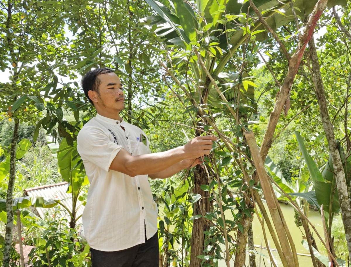 Trồng cây ba kích tím giúp đồng bào dân tộc tỉnh Quảng Nam vượt khó làm giàu