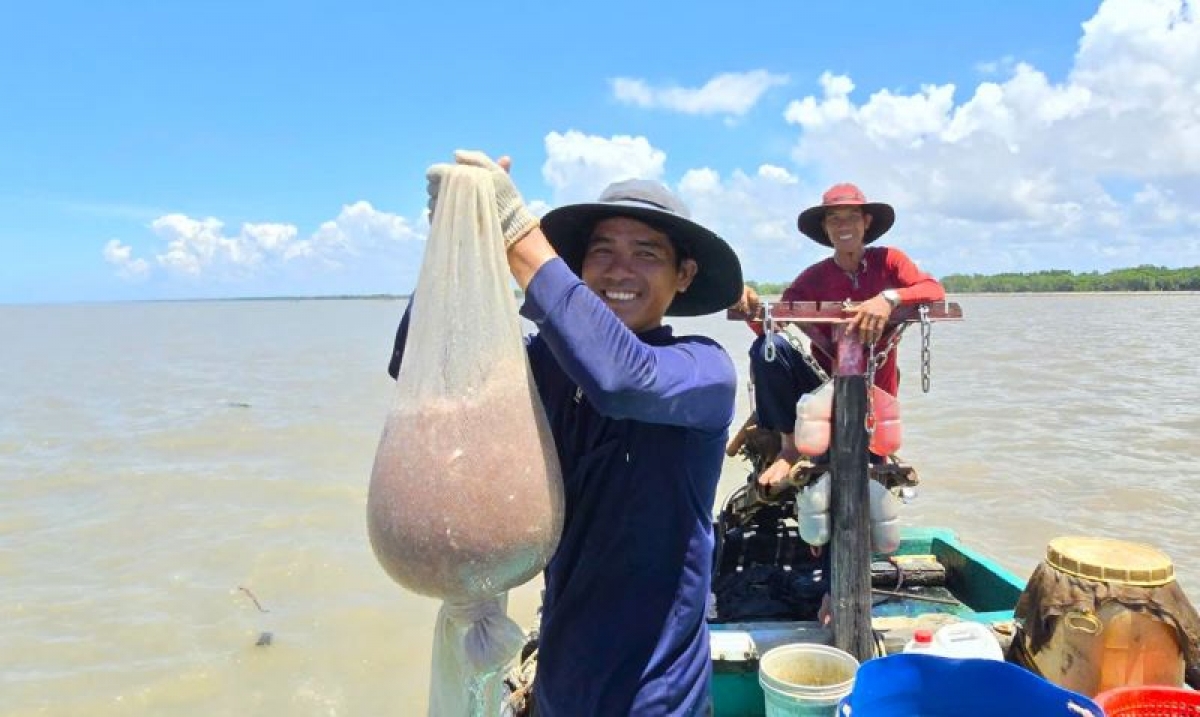 Năm nay, biển động nhiều hơn nên nguồn thu từ ruốc biển không bằng các năm trước. Tuy vậy, khi biển êm bà con đánh bắt được lượng ruốc khá nhiều.