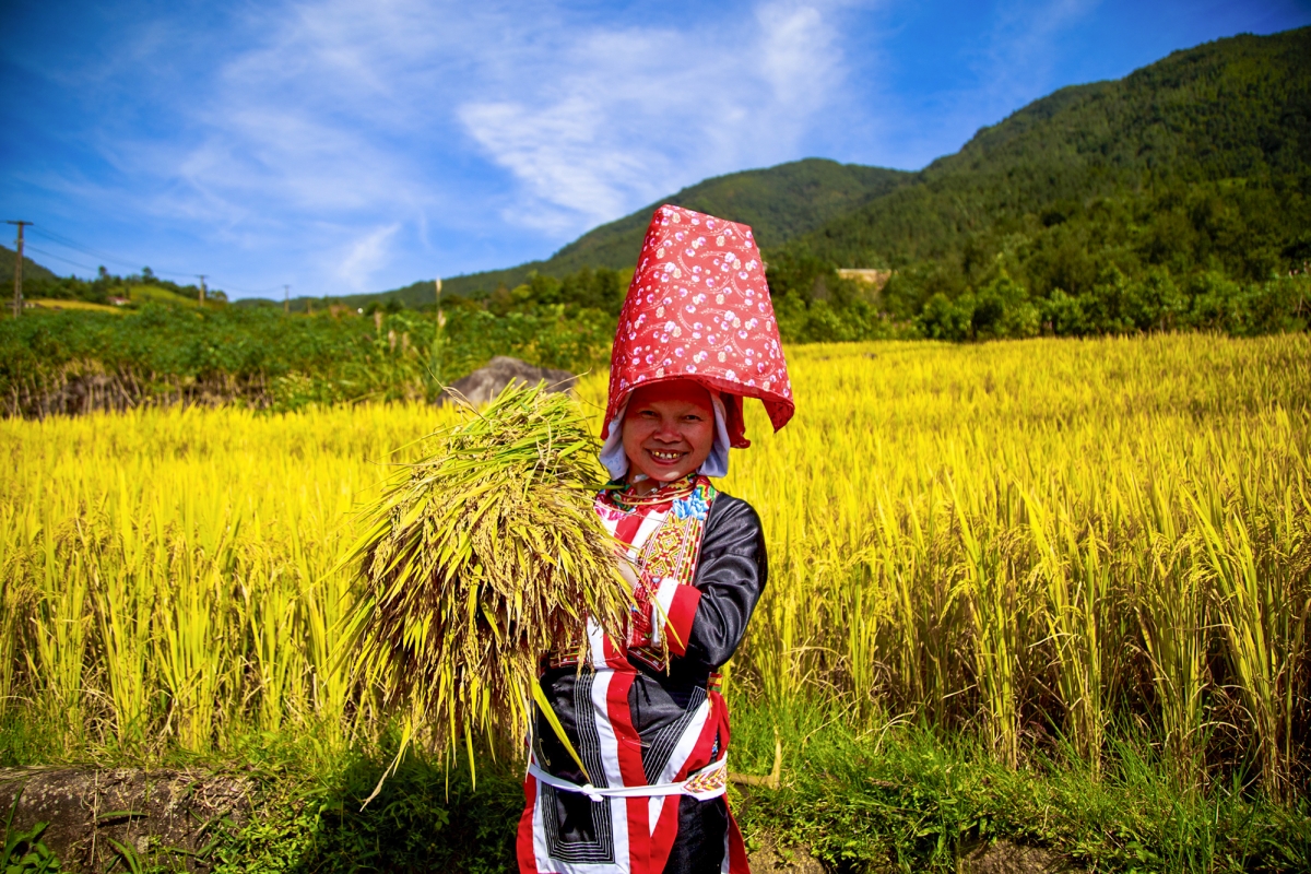 Trên nương, bóng áo đỏ của các bà, các chị Dao Thanh Phán, áo xanh cô gái Sán Chỉ gọi nhau đi gặt lúa khiến bức tranh mùa vàng thêm sôi động, tiếng cười tiếng nói hứa hẹn một mùa bội thu.