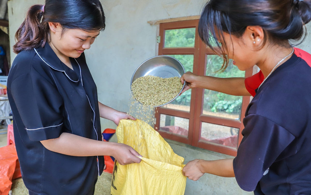 Mặc dù phần lớn ngô hạt đã được thu hoạch, nhưng nhiều diện tích lúa và dong riềng đỏ của người dân bị vùi lấp hoặc ngập úng. Tranh thủ lúc nắng lên, các đoàn thể Đoàn Thanh niên, Hội Phụ nữ được huy động để giúp bà con thu hoạch, đảm bảo lương thực tại chỗ.