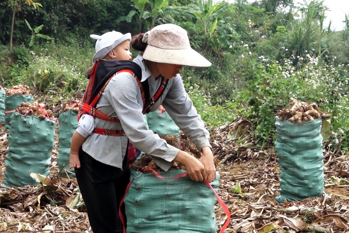 Đến nay, tại tỉnh Lai Châu bà con đã chuyển đổi sang trồng hàng nghìn ha dong riềng,
trong đó huyện Tam Đường có gần 320ha