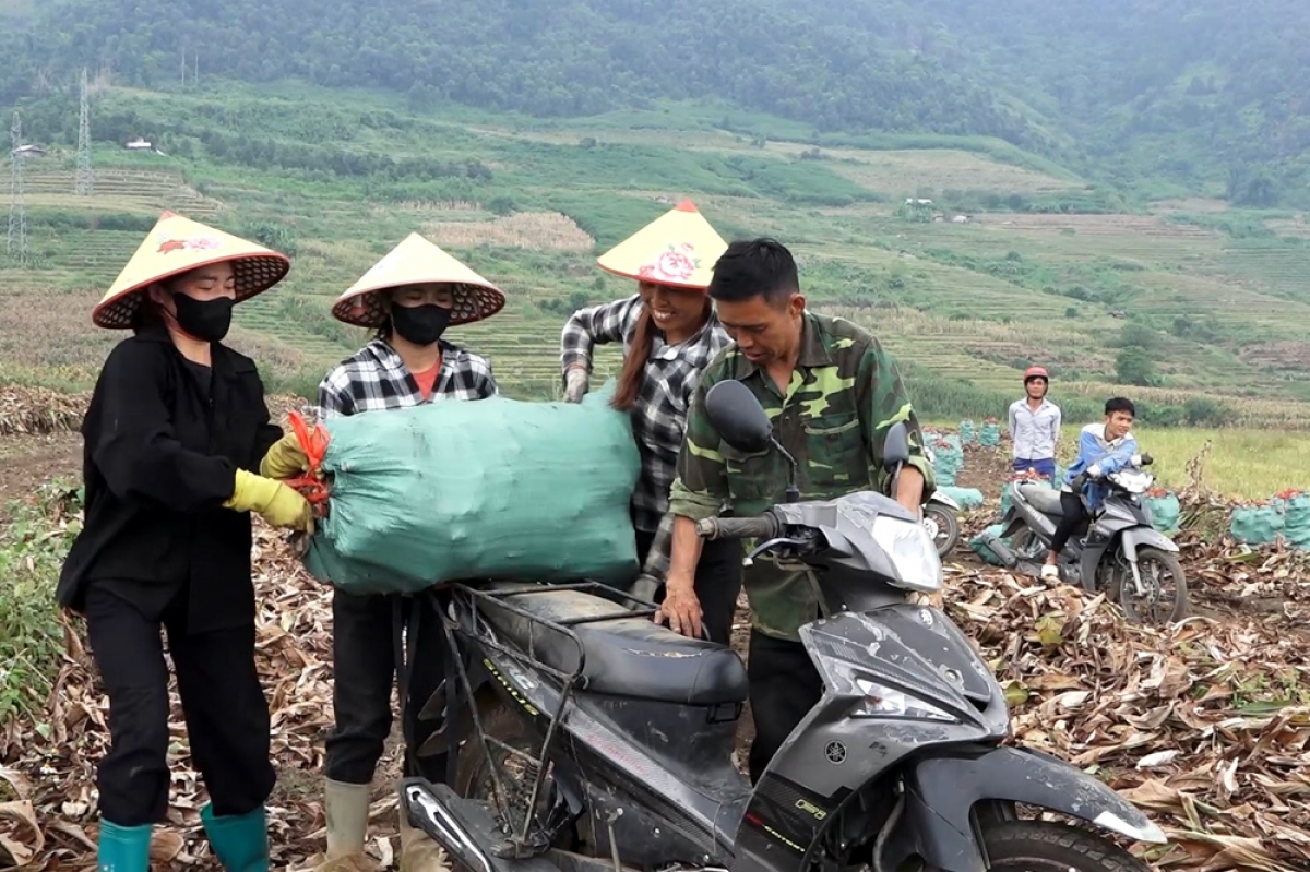 Thống kê của cơ quan chức năng địa phương, sản lượng rong củ năm nay đạt hơn 19.000,
giá bán tại ruộng từ 5-6.000 đồng/kg