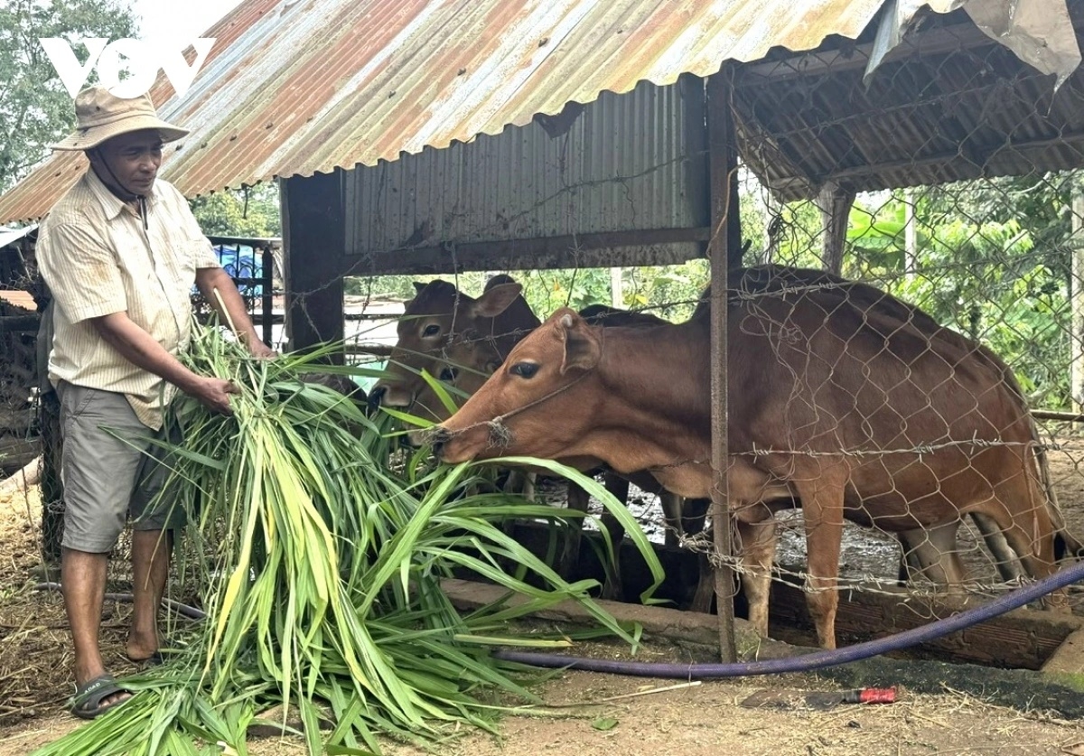 Đảng viên tiên phong trong phát triển kinh tế ở Đắc Lắc