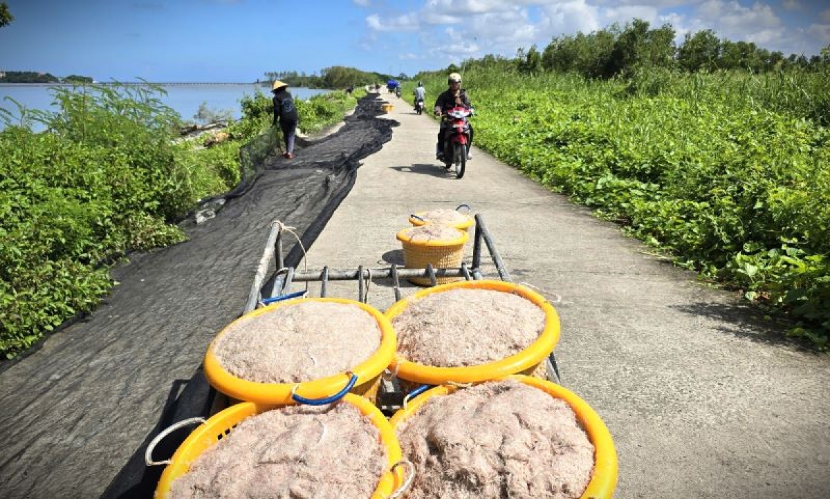 Người ở nhà đảm nhận việc chuyển ruốc để phơi. Ở khâu này đa số là phụ nữ và người già là những người không thể ra khơi. Bà con trải bạt phơi, nắng tốt khoảng 3 - 4 giờ ruốc sẽ khô.