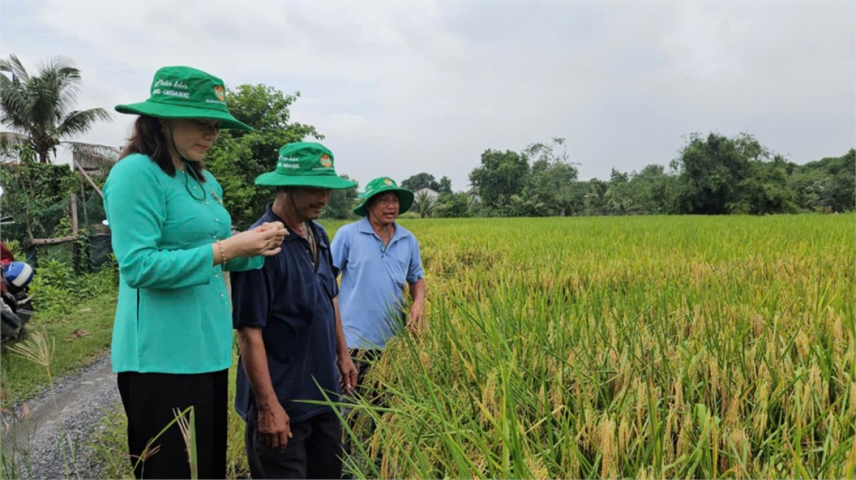 Padai ST 25 huu cơ Bình Chánh ngak tabiak hu doanh nghiep blei taong abih