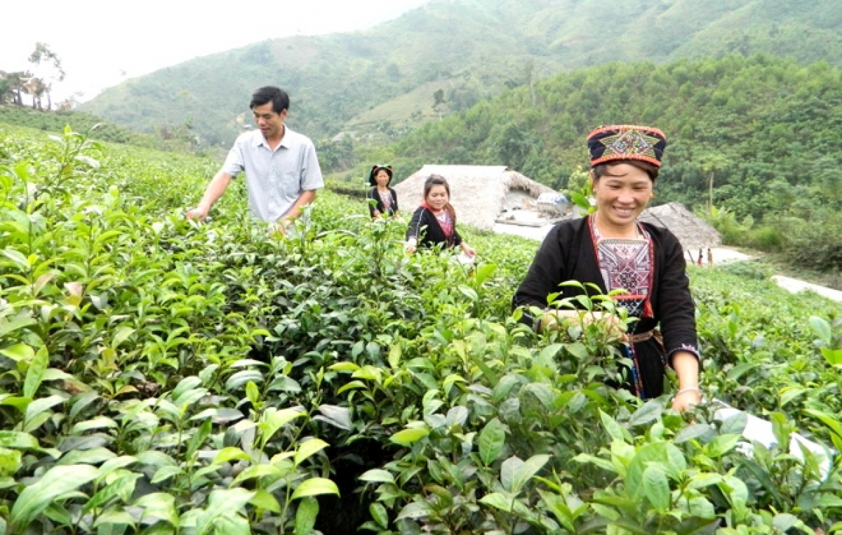 Tuyên Quang adrin tơgŭm ăn lơ drŏ kăn kon kông tơplih ming tơdrong arih xa (Rup iŏk lơ̆m mang)