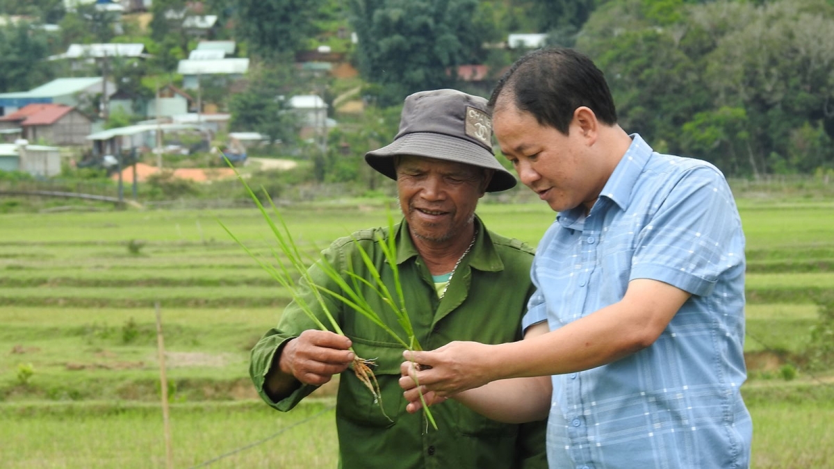 Cán bộ nông nghiệp hướng dẫn người dân chăm sóc giống lúa mới