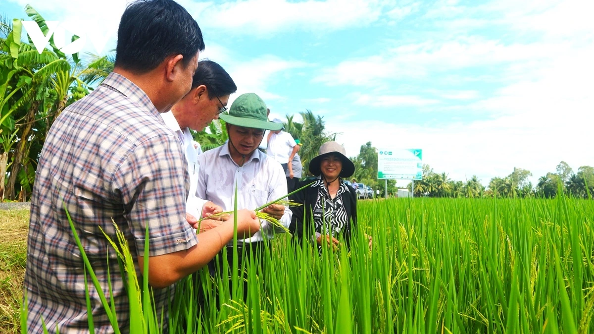 Urang dang akaok tinh Soc Trang pasang iek taneh pala dalam bruk parang iek di mbang padai He Thu 2024