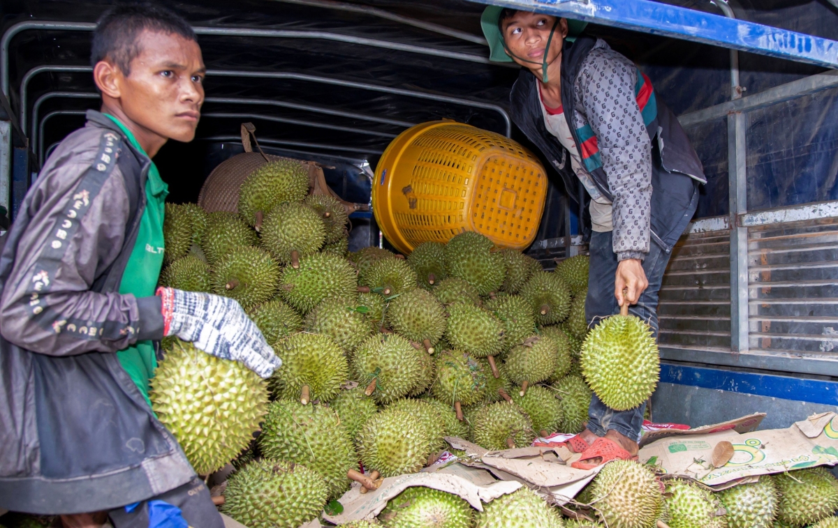 Người dân huyện Khánh Sơn, tỉnh Khánh Hòa thu hoạch sầu riêng