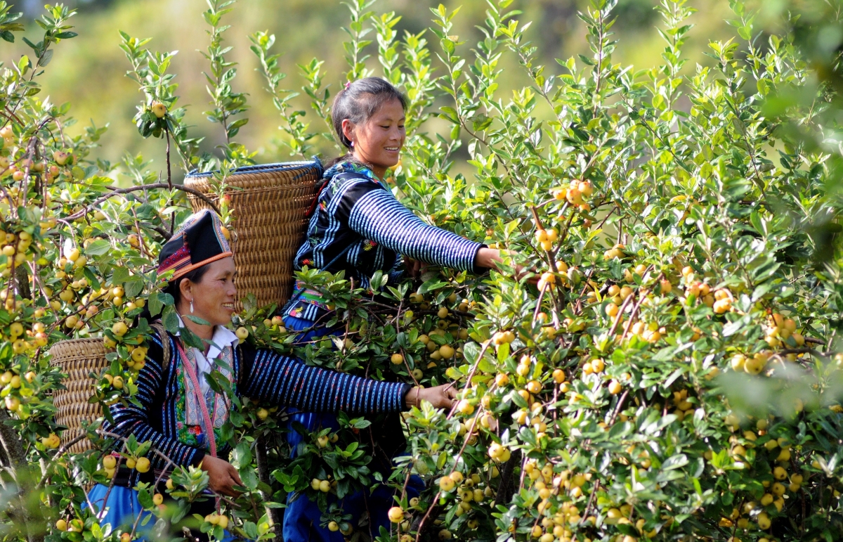 Dôm tơdrong tơgŭm vă jang atŏk tơiung mŭk drăm ăn kon pơlei kon kông hlôi hơnhăk ba tơdrong đei yoa ‘lơ̆ng, tơgŭm ăn kon pơlei klăih đơ̆ng tơnuh hin păng jang tŏk pran kơjăp. Rup: TTXVN